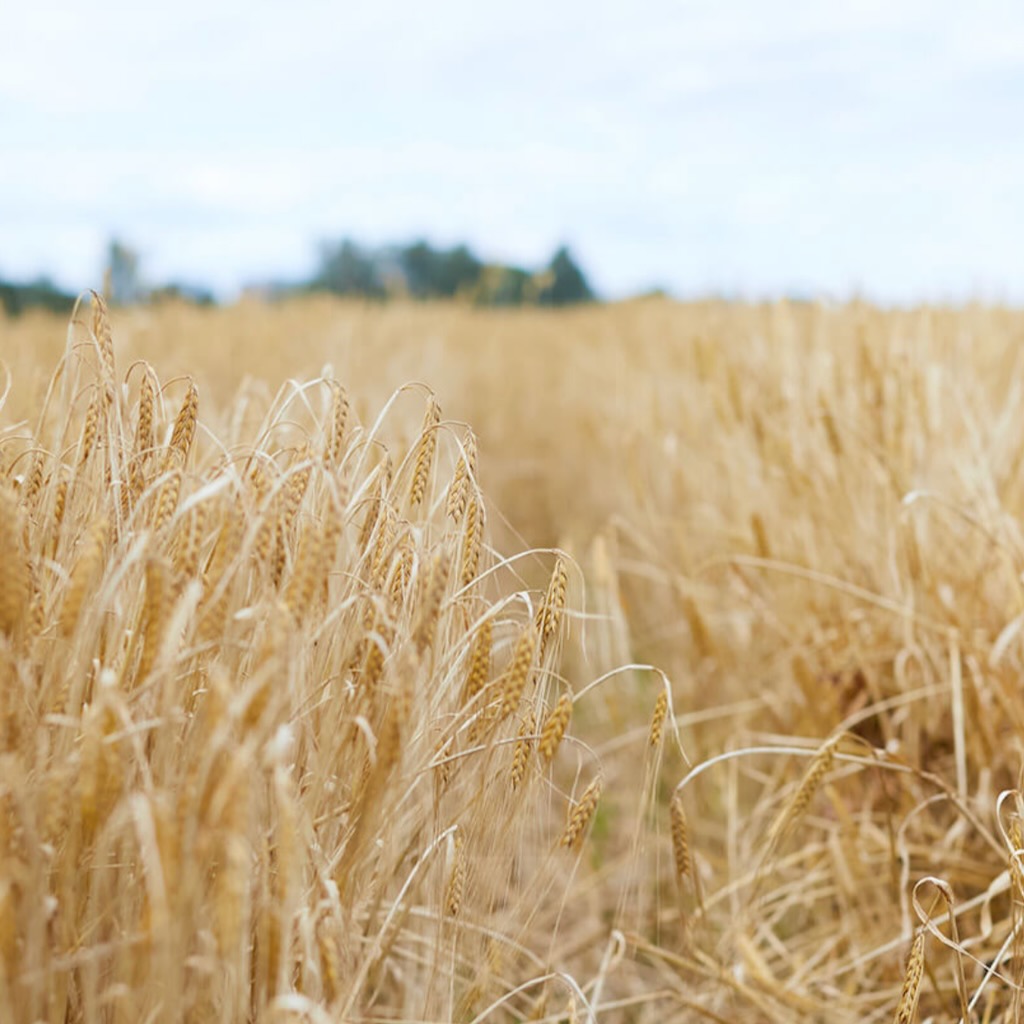 Snímek obrazovky 2024-04-12 v 8.55.18 dop.